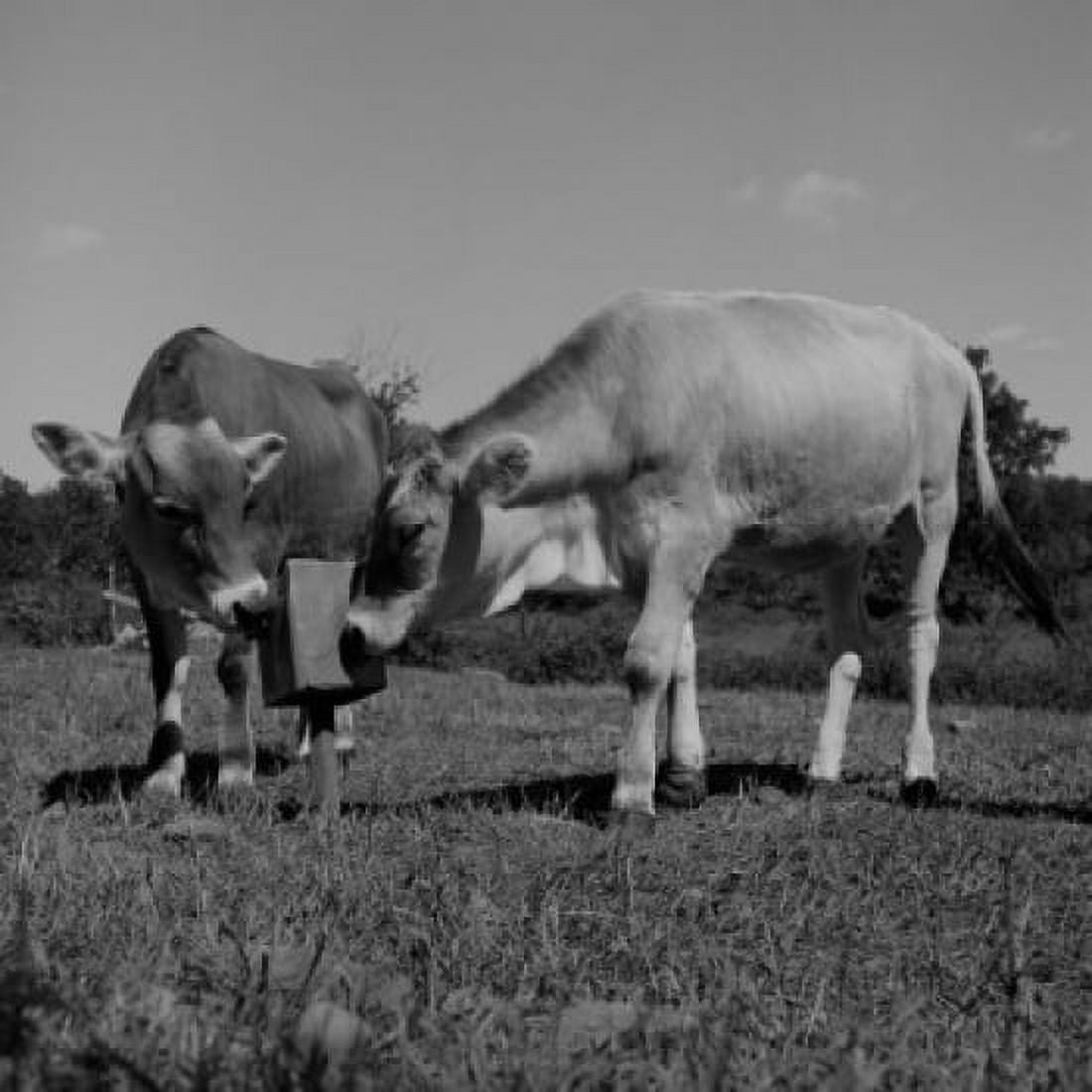 Cows at salt lick Canvas Art - (18 x 24)