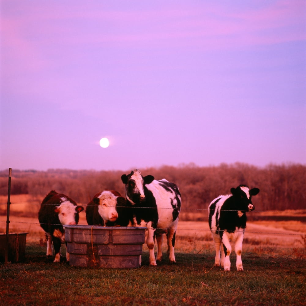Cows at sunset Delano Minnesota Canvas Art - Panoramic Images (24 x 24)