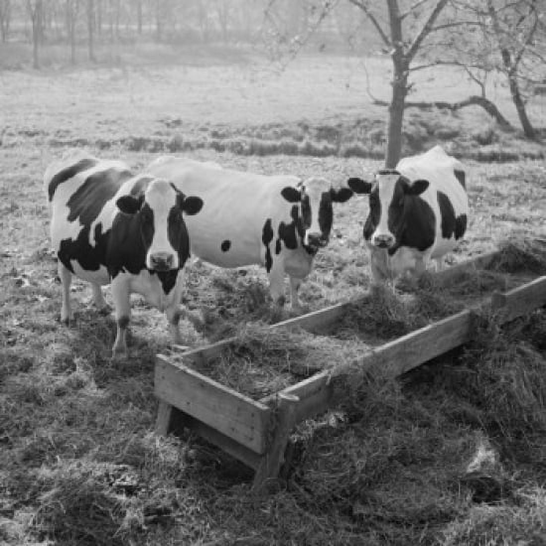 Cows being fed supplementary hay while on pasture Canvas Art - (18 x 24)