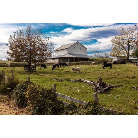 Cows graze in grassy field in front of white barn, rural Virginia Poster Print by Panoramic Images (36 x 24)