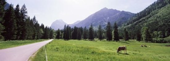 Cows grazing in a field Karwendel Mountains Risstal Valley Hinterriss Tyrol Austria Canvas Art - Panoramic Images (36 x 13)