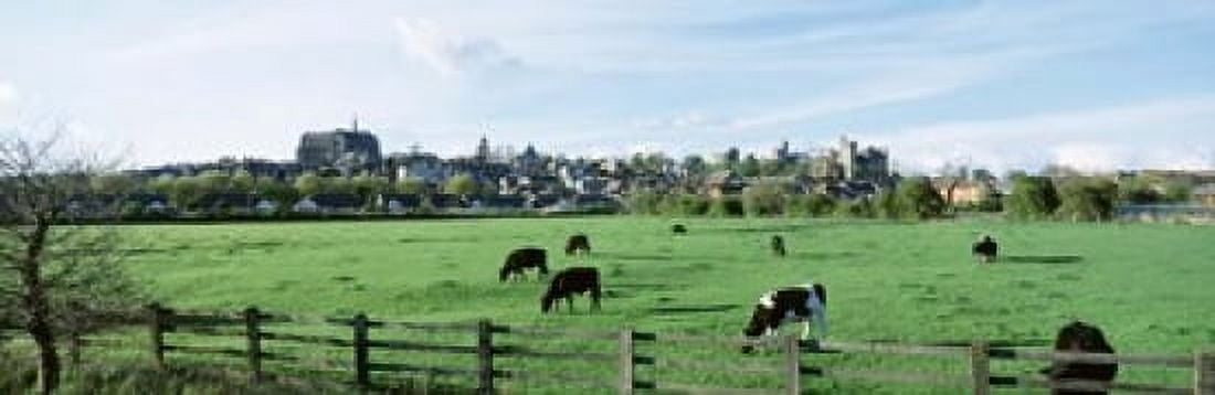 Cows grazing in a field with a city in the background Arundel Sussex West Sussex England Canvas Art - Panoramic Images (18 x 6)