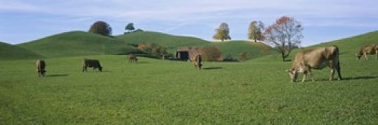 Cows grazing on a field Canton Of Zug Switzerland Canvas Art - Panoramic Images (36 x 12)