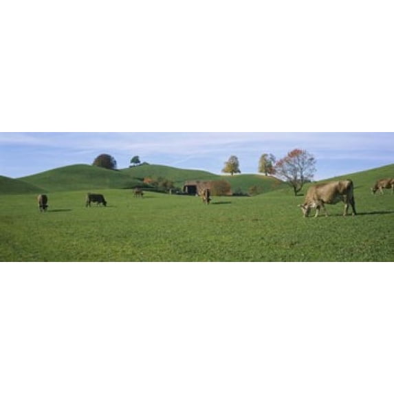 Cows grazing on a field, Canton Of Zug, Switzerland Poster Print (18 x 6)