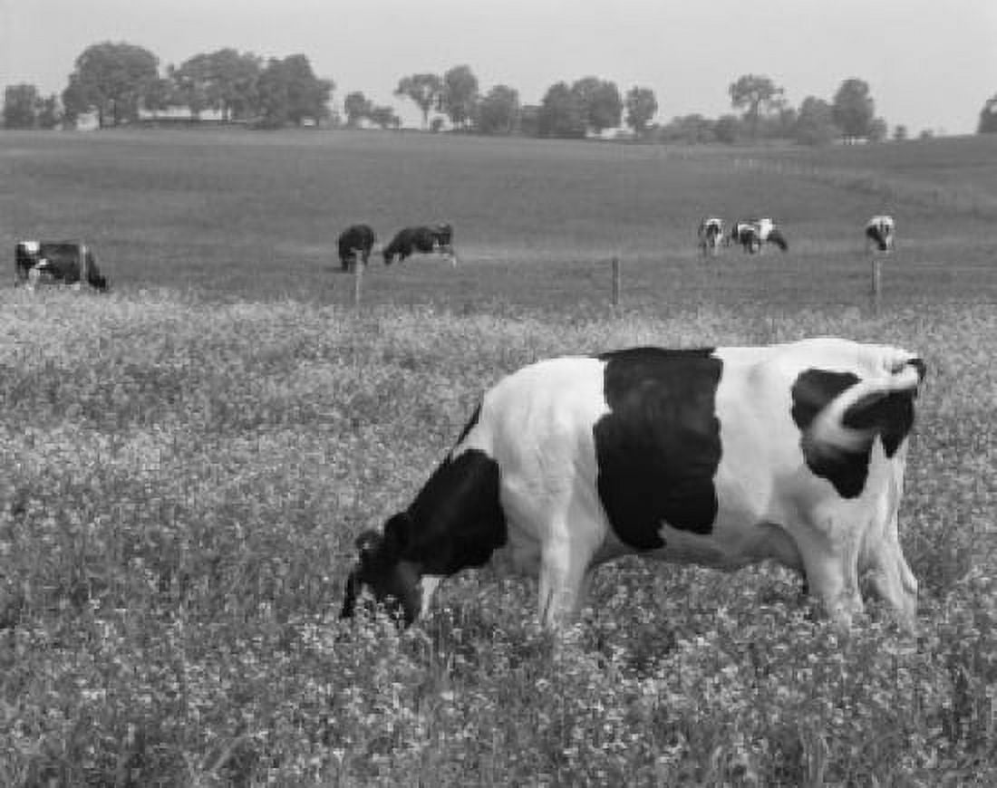 Cows grazing on meadow Canvas Art -  (24 x 36)