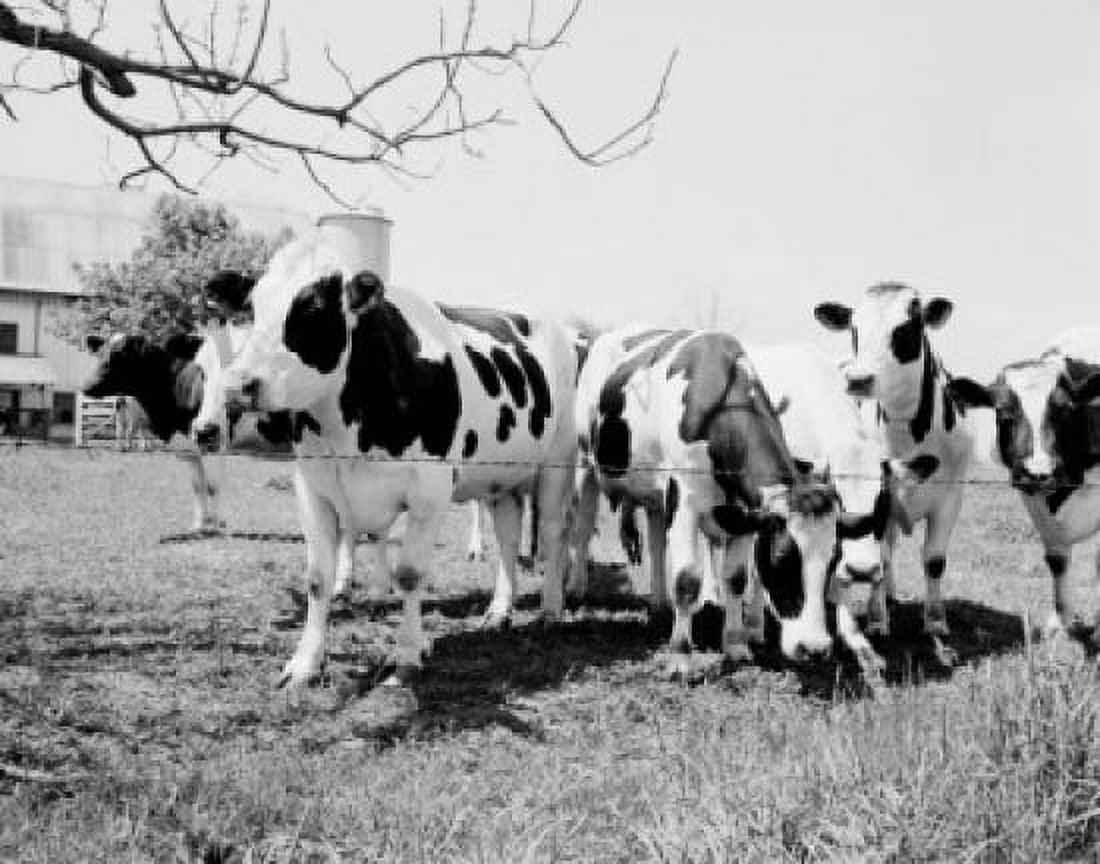 Cows grazing on pasture Canvas Art - (24 x 36)