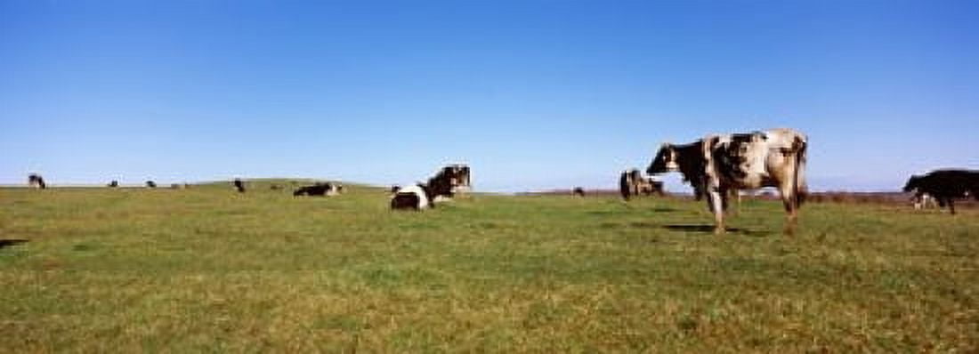 Cows in a field New York State USA Canvas Art - Panoramic Images (36 x 13)