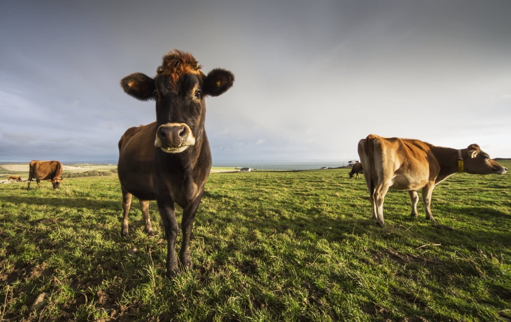 Cows in a field with one cow staring at the cameraDumfries and galloway scotland Canvas Art - John Short Design Pics (38 x 24)