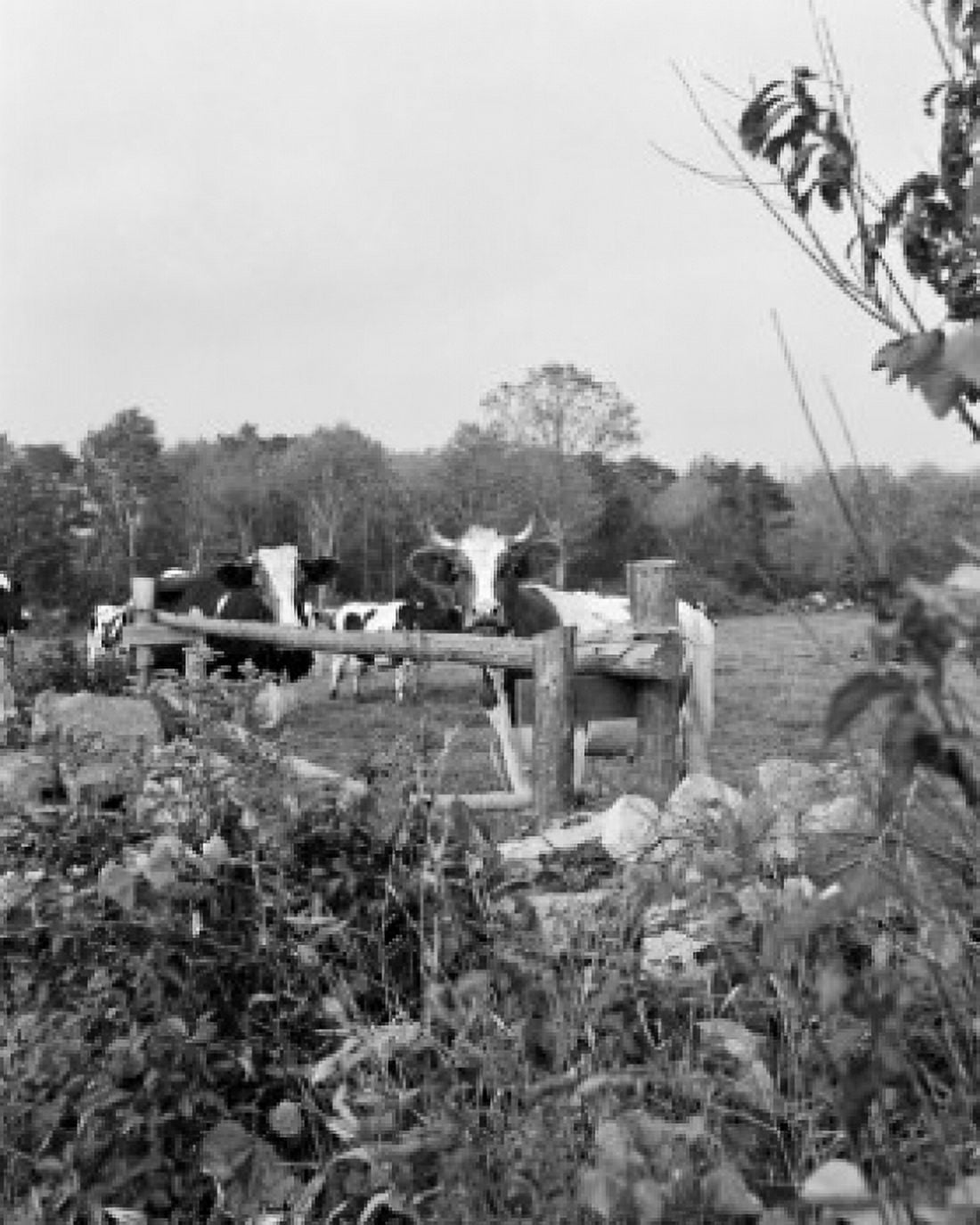 Cows in pasture Canvas Art - (18 x 24)