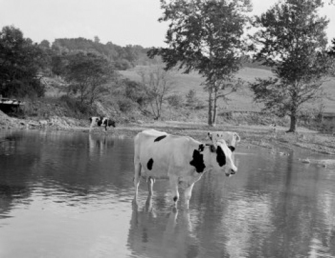 Cows in pond Canvas Art - (24 x 36)