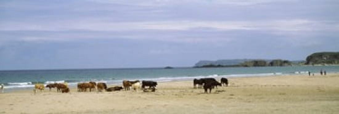 Cows on the beach White Rocks Bay County Antrim Northern Ireland Canvas Art - Panoramic Images (18 x 6)