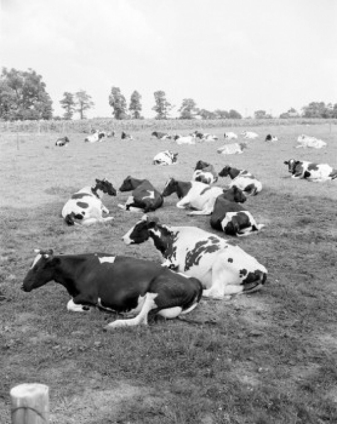 Cows relaxing on pasture Canvas Art - (18 x 24)