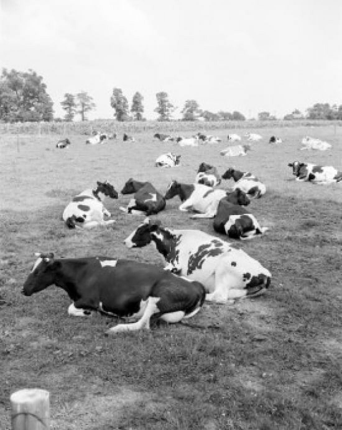 Cows relaxing on pasture Canvas Art - (24 x 36)