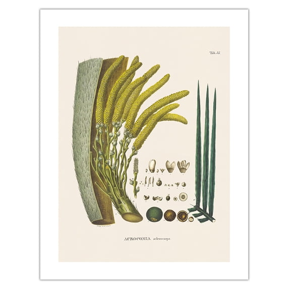 Coyol Palm Tree (Acrocomia Aculeata) - Flower and Seed - Vintage Botanical Illustration by Carl Friedrich Philipp von Martius c.1820s - Bamboo Fine Art 290gsm Paper (Unframed) 17x22in