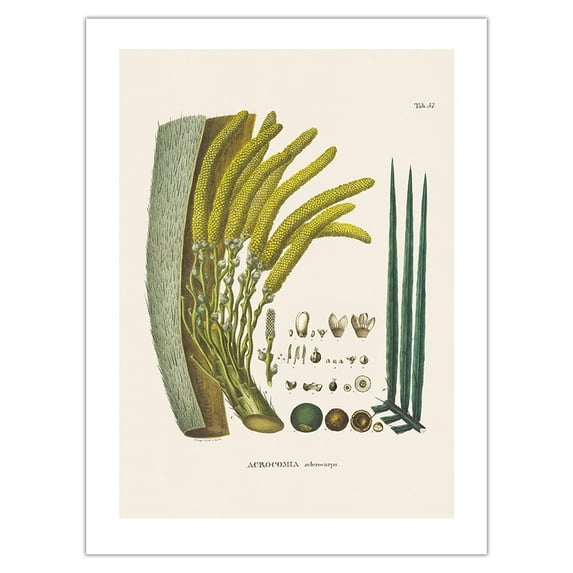Coyol Palm Tree (Acrocomia Aculeata) - Flower and Seed - Vintage Botanical Illustration by Carl Friedrich Philipp von Martius c.1820s - Bamboo Fine Art 290gsm Paper Print (Unframed) 18x24in