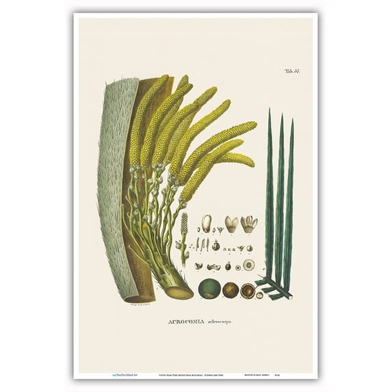 Coyol Palm Tree (Acrocomia Aculeata) - Flower and Seed - Vintage Botanical Illustration by Carl Friedrich Philipp von Martius c.1820s - Master Art Print (Unframed) 12in x 18in