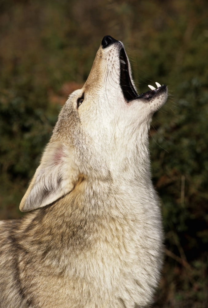Coyote (Canis Latrans) Howling Canvas Art - Rebecca Grambo Design Pics (22 x 34)