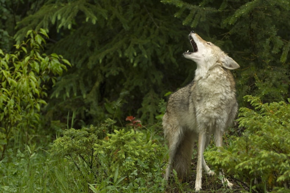 Coyote (Canis Latrans) Howling In Forest Canvas Art - Rebecca Grambo Design Pics (36 x 22)