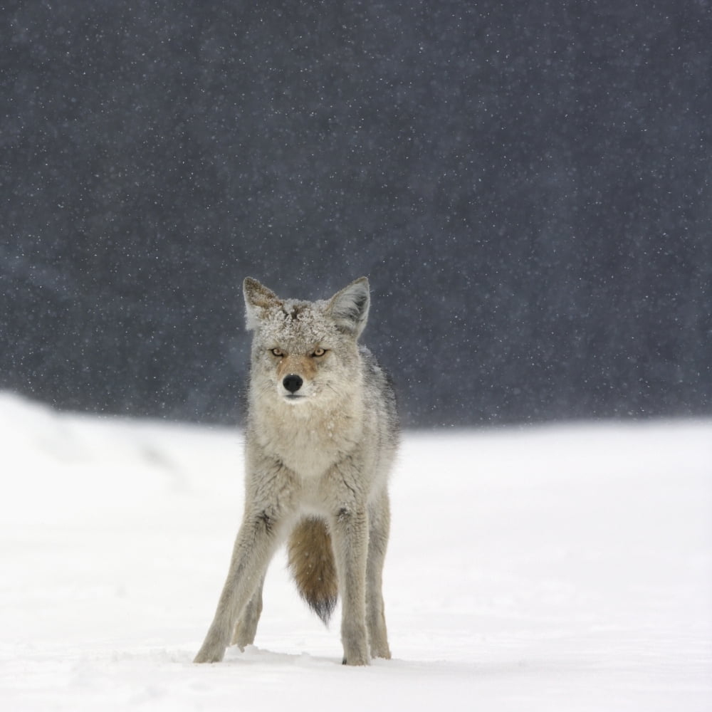 Coyote (Canis Latrans) In Heavy Snowfall In Elk Island National Park Alberta Canada Canvas Art - Richard Wear Design Pics (16 x 16)