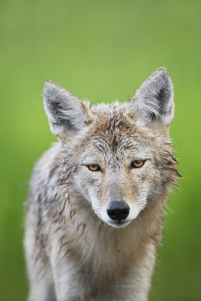 Coyote Canvas Art - Richard Wear Design Pics (22 x 34)