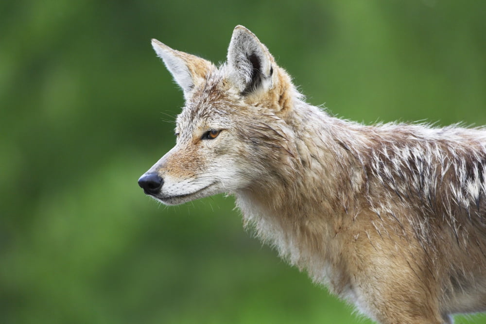 Coyote Canvas Art - Richard Wear Design Pics (34 x 22)