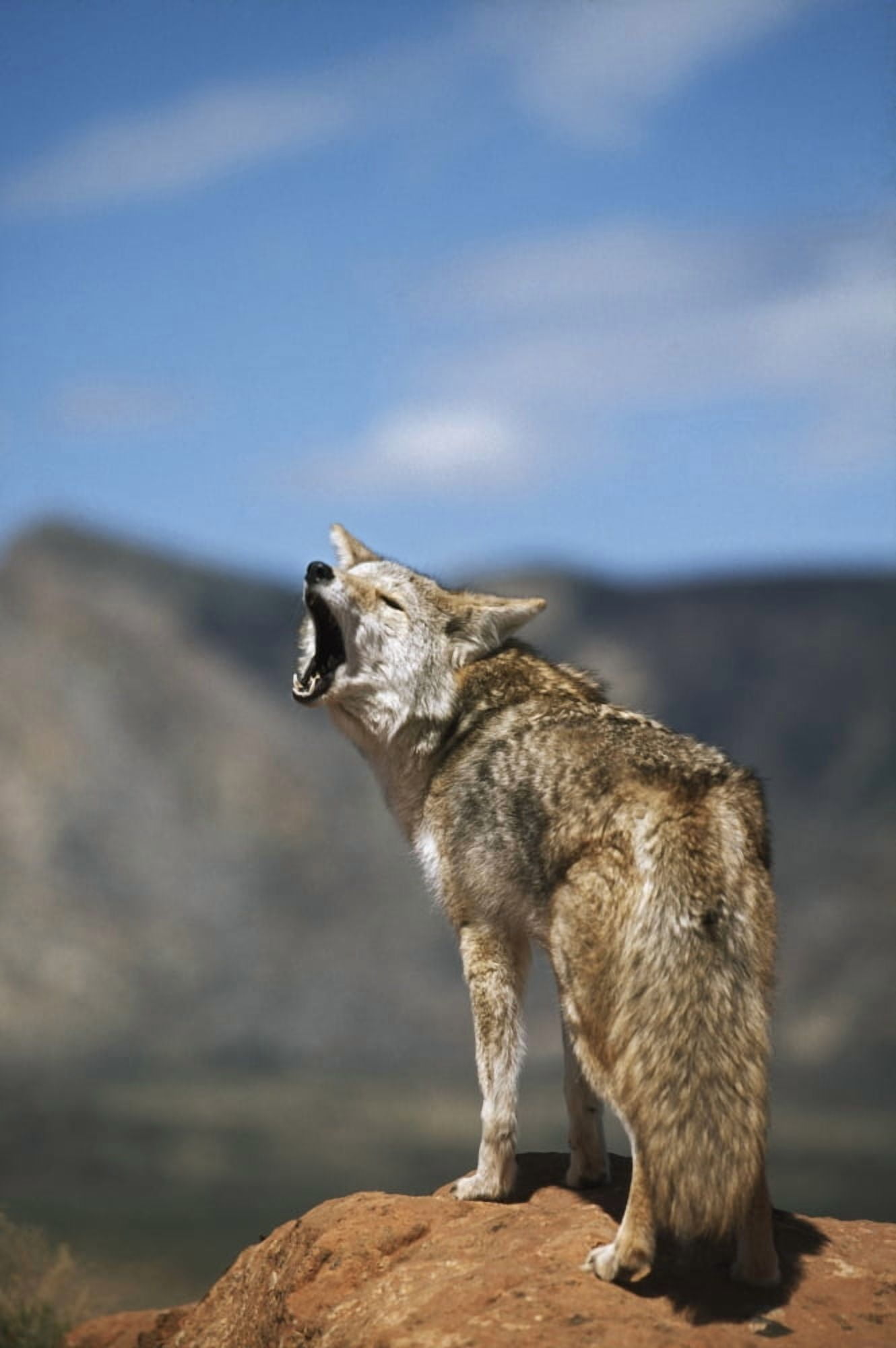 Coyote Howling From High Point Canvas Art - David Ponton Design Pics (24 x 38)