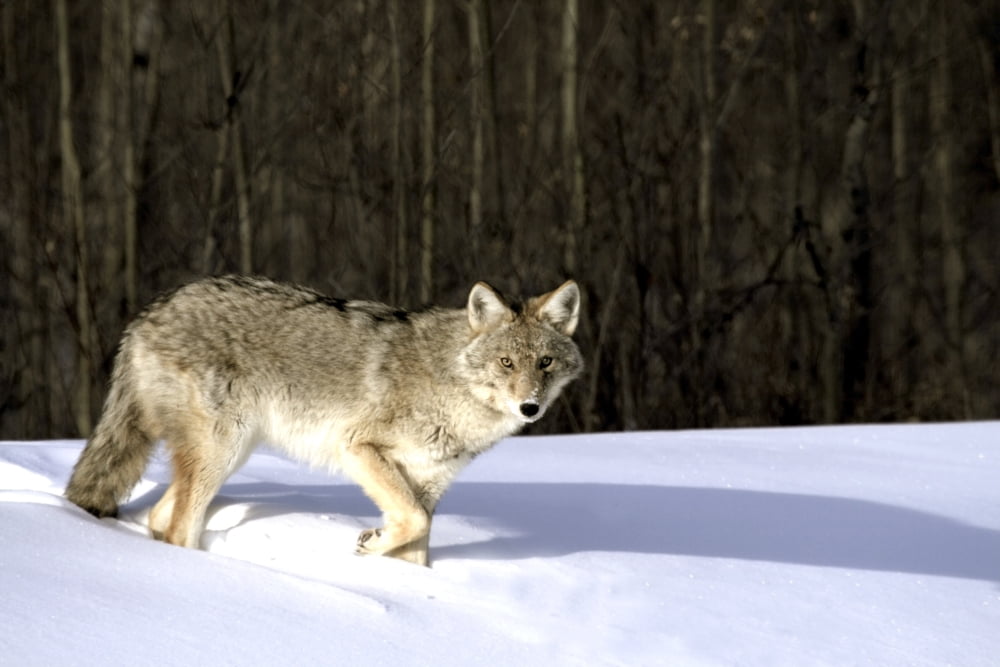 Coyote In Winter Canvas Art - Richard Wear Design Pics (34 x 22)