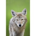 thumbnail image 1 of Coyote Poster Print, 1 of 2