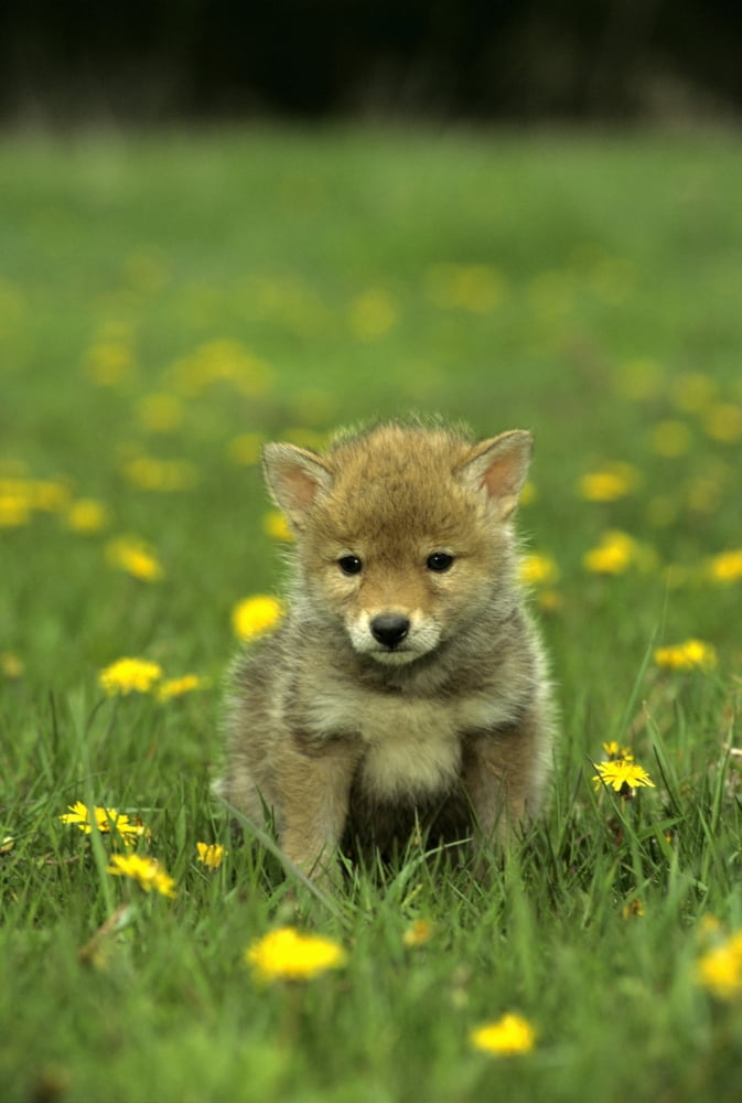 Coyote Pup (Canis Latrans) In Meadow Canvas Art - Rebecca Grambo Design Pics (11 x 17)