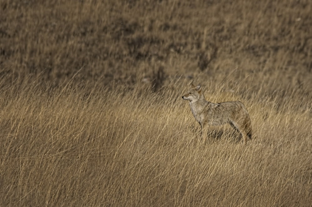Coyote Standing In Field Of Dried Autumn Grasses Alberta Canvas Art - Roberta Murray Design Pics (17 x 11)