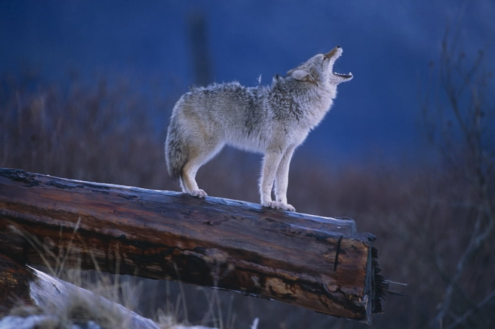 Coyote Standing On Log Alaska Wildlife Conservation Center Winter Sc Alaska Canvas Art - Doug Lindstrand Design Pics (17 x 11)