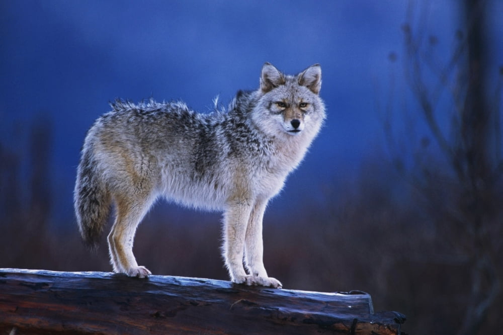 Coyote Standing On Log Alaska Wildlife Conservation Center Winter Sc Alaska Canvas Art - Doug Lindstrand Design Pics (19 x 12)