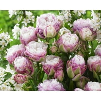 Peggy Wonder Double Late Tulip Bulbs for Planting - Easy to Grow Perennial Tulips (5 Bulbs)