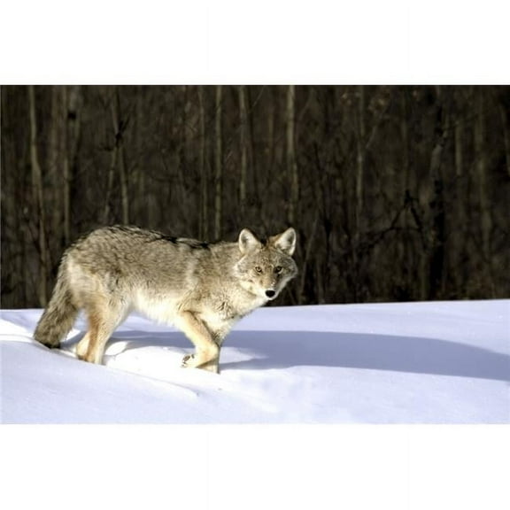Coyote in Winter Poster Print by Richard Wear - 17 x 11