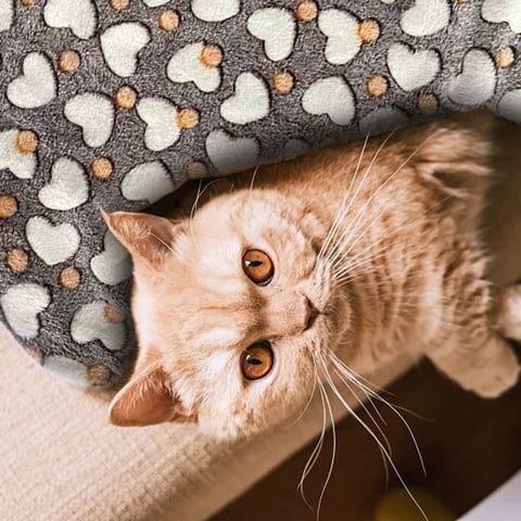 Cozy Puppy Blanket Soft Warm Pet Throw Mat For Small Dogs And Cats Comfortable Sleeping Bed