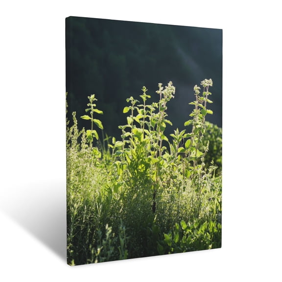 CozyNet Wild Mint And Other Herbs Growing On A Sun Drenched Hillside Wall Art Prints With Frame Canvas Perfect for Living Room & Bedroom, Ready to Hang, Wall Decor 12"x16"in