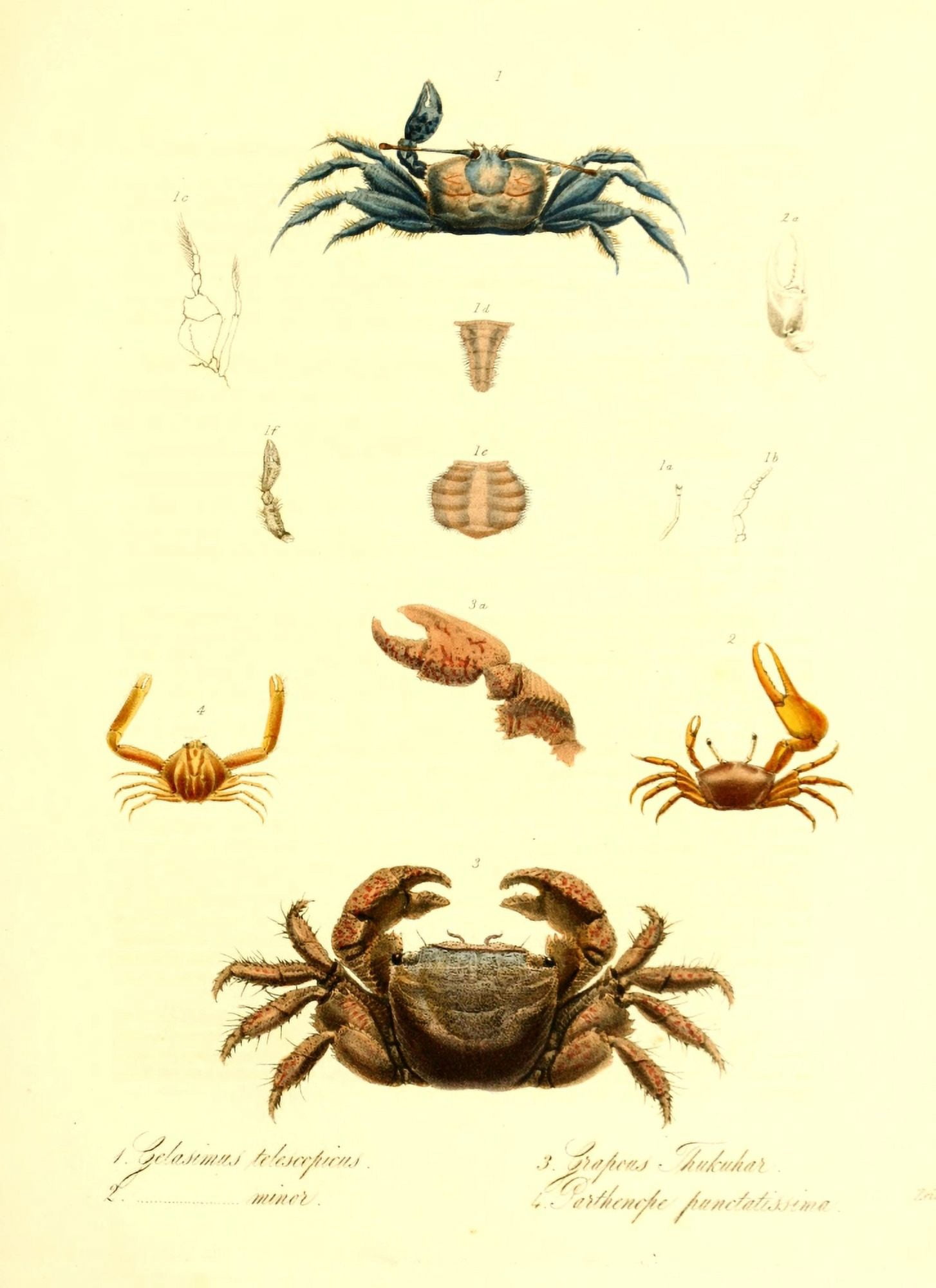 Cptn Beecheys Voyage 1839 Crabs 1 Canvas Art - GB Sowerby (18 x 24)