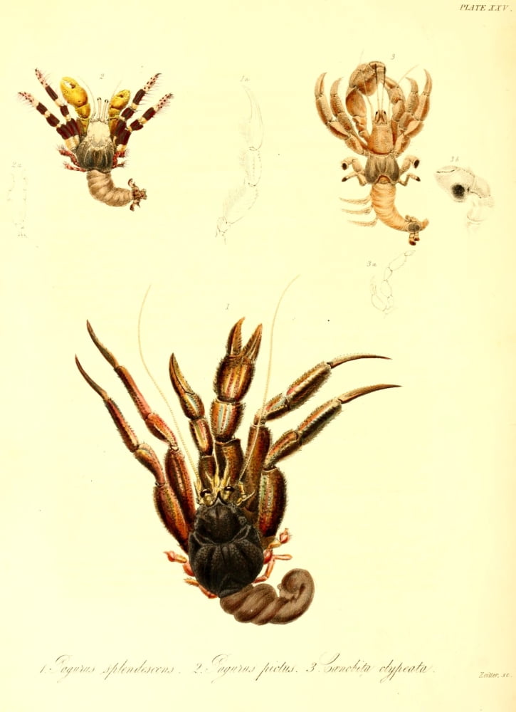 Cptn Beecheys Voyage 1839 Crabs 2 Canvas Art - GB Sowerby (24 x 36)