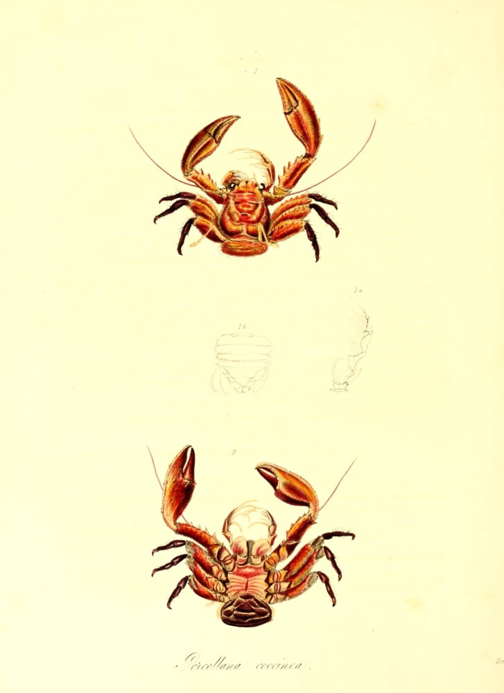 Cptn Beecheys Voyage 1839 Crabs 3 Canvas Art - GB Sowerby (24 x 36)
