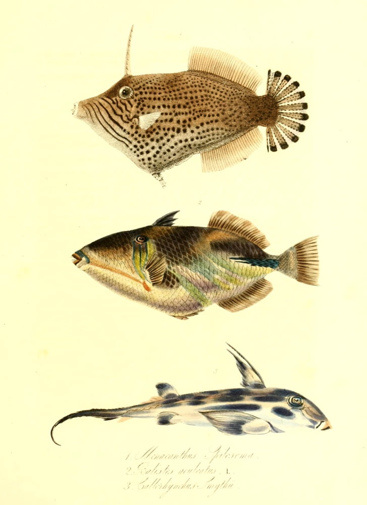 Cptn Beecheys Voyage 1839 Tropical Fish 1 Canvas Art - GB Sowerby (18 x 24)