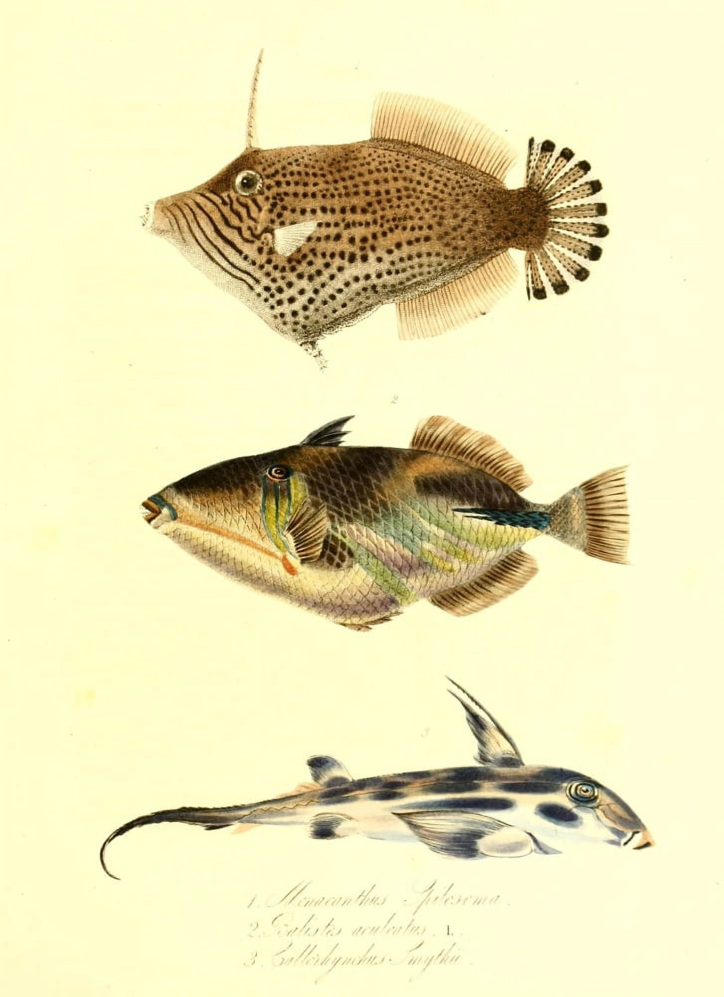 Cptn Beecheys Voyage 1839 Tropical Fish 1 Canvas Art - GB Sowerby (24 x 36)