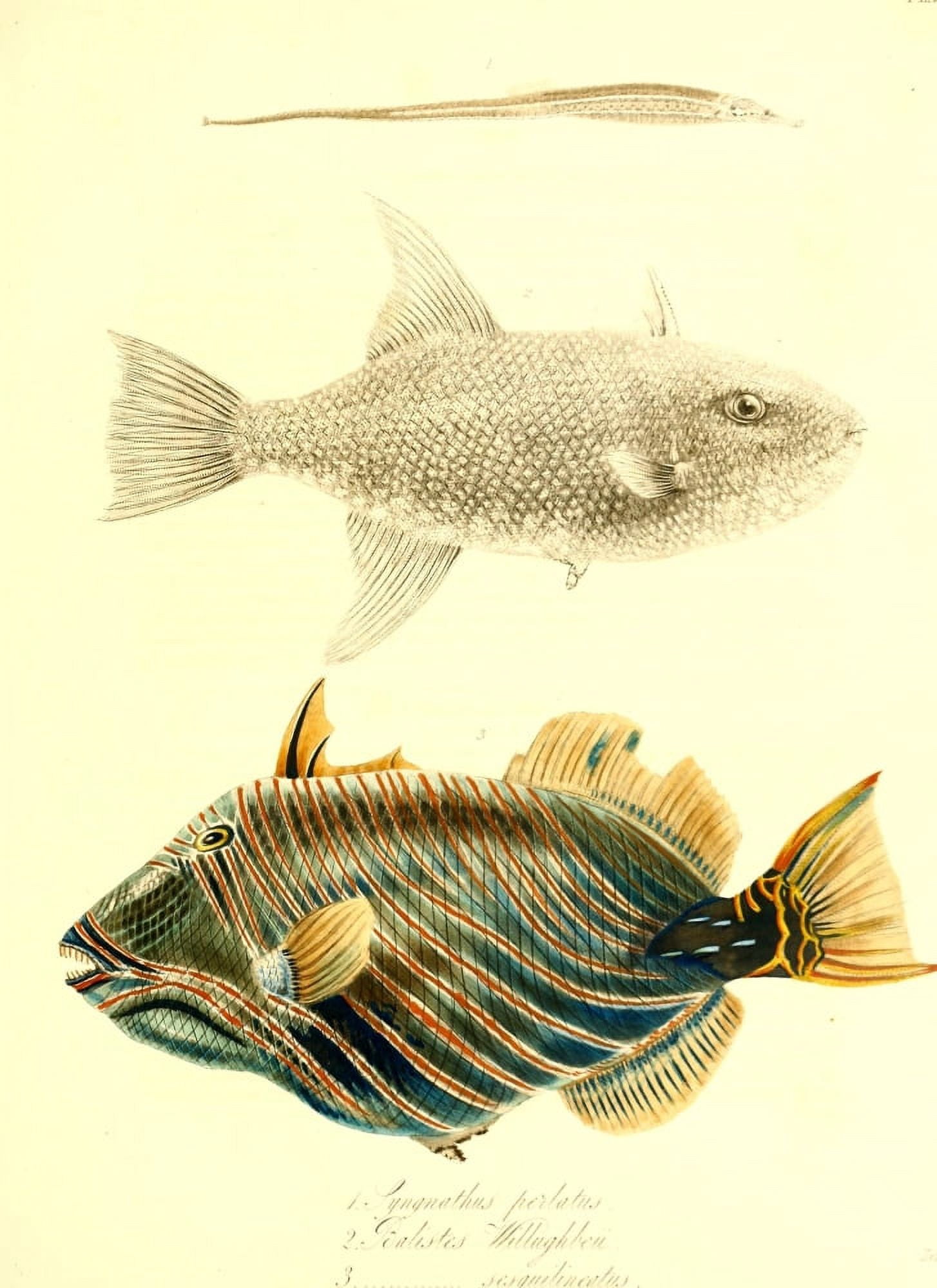 Cptn Beecheys Voyage 1839 Tropical Fish 2 Canvas Art - GB Sowerby (18 x 24)