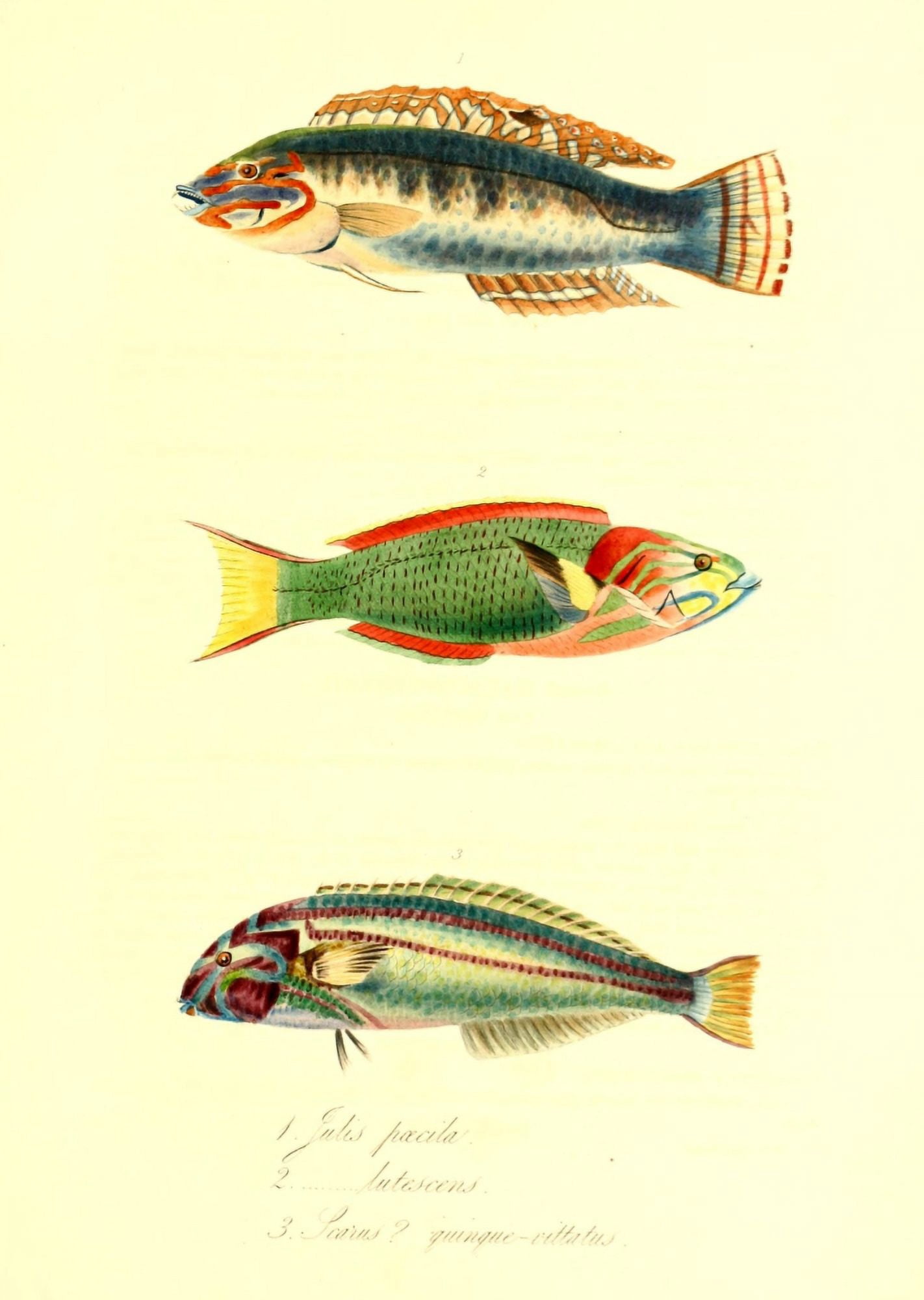 Cptn Beecheys Voyage 1839 Tropical Fish 3 Canvas Art - GB Sowerby (18 x 24)