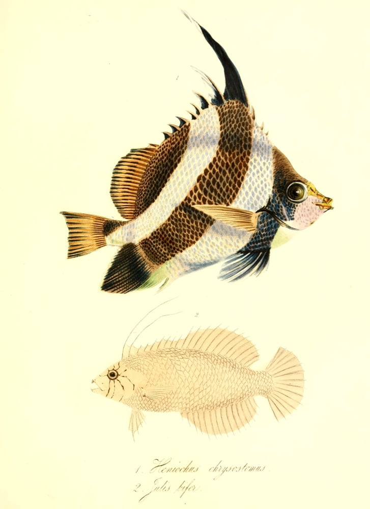 Cptn Beecheys Voyage 1839 Tropical Fish 4 Canvas Art - GB Sowerby (18 x 24)