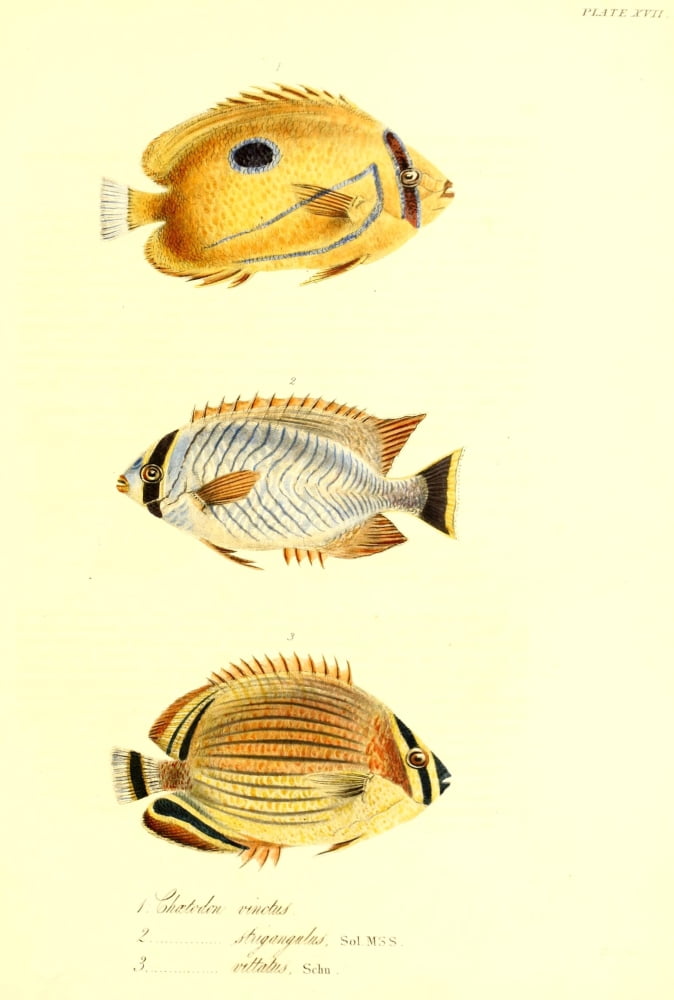 Cptn Beecheys Voyage 1839 Tropical Fish 5 Canvas Art - GB Sowerby (24 x 36)