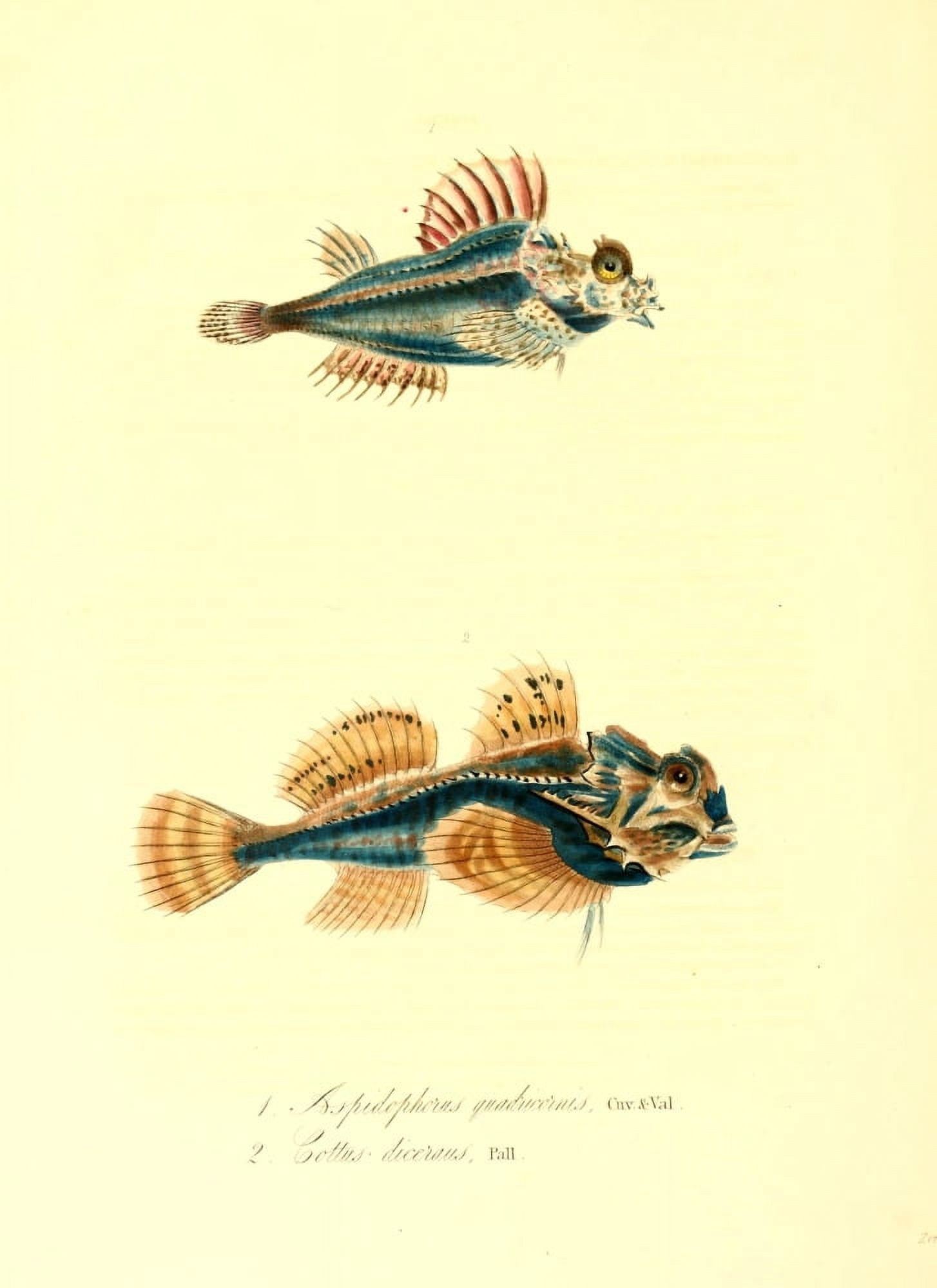 Cptn Beecheys Voyage 1839 Tropical Fish 6 Canvas Art - GB Sowerby (24 x 36)