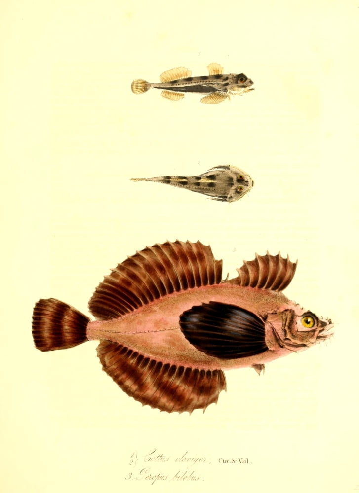 Cptn Beecheys Voyage 1839 Tropical Fish 7 Canvas Art - GB Sowerby (18 x 24)