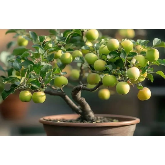 Crab Apple Bonsai Tree Seedling - 1 Year Old Well Rooted Seedling