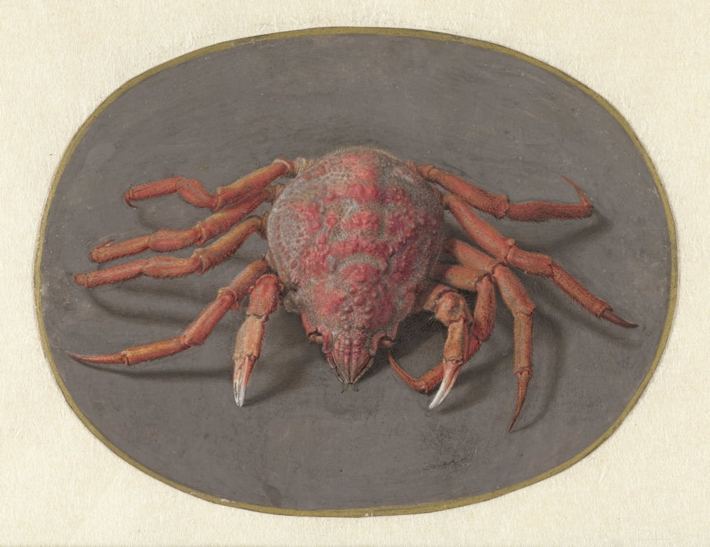 Crab Canvas Art - (36 x 24)