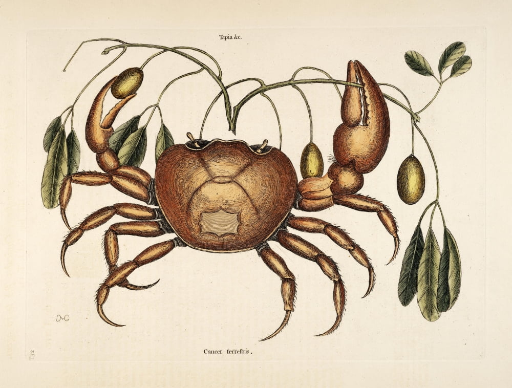 Crab Canvas Art - Mark Catesby (18 x 24)